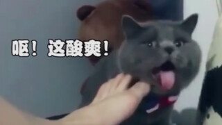 猫：我感觉我瞬间没了条命...