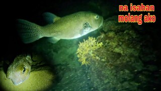 ep247.NAISAHAN AKO NG MALAKING ISDA. night spearfishing Philippines.