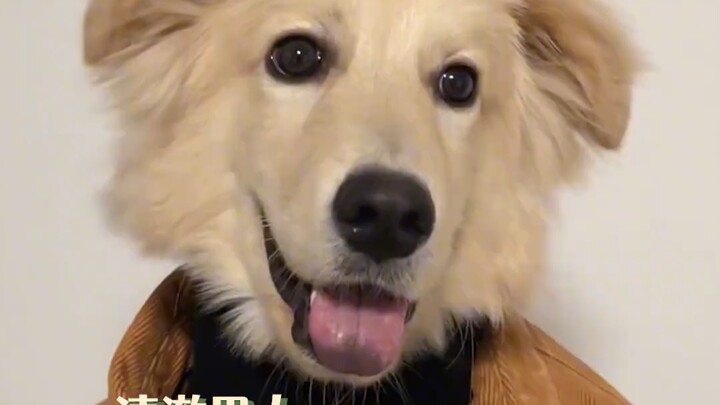 Even puppies dress better than you! Come learn!