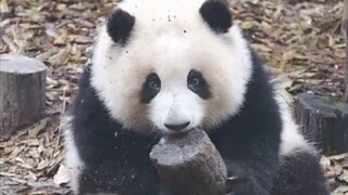 [Animal] [Panda] Naughty But Cute