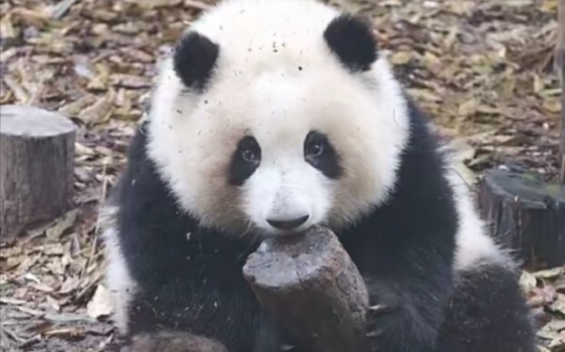 [Animal] [Panda] Naughty But Cute