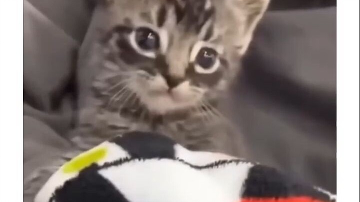 [Foreign Funny Video] No DNA test needed—this is definitely her kid!