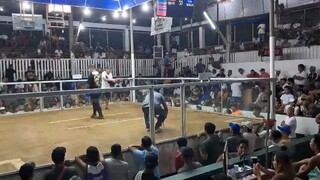 2hits pila laguna. 2nd fight win champ