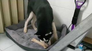 Husky a Ngáo thánh ăn cắp vặt ||holy husky stealing #husky #yeuchomeo #thucung #pets