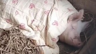 Cẩm nang kỹ thuật chăn nuôi lợn