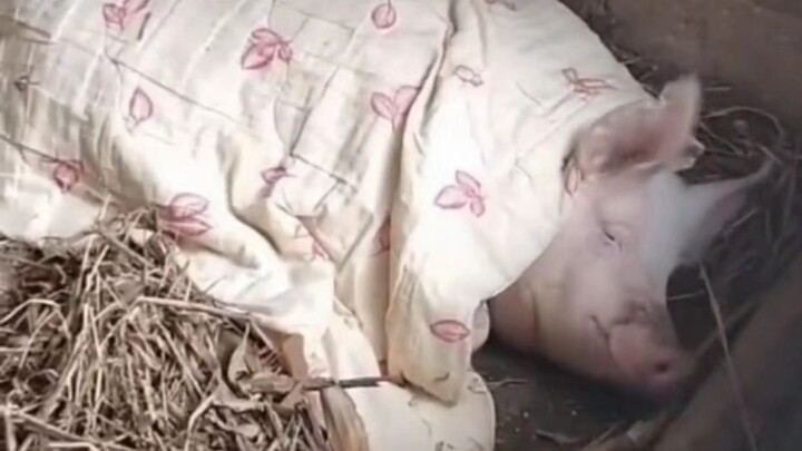 Cẩm nang kỹ thuật chăn nuôi lợn