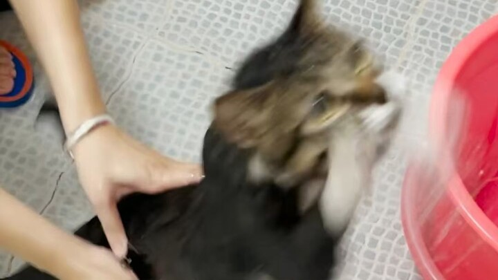 Tôi đã khuyên rồi, nhưng nó không nghe