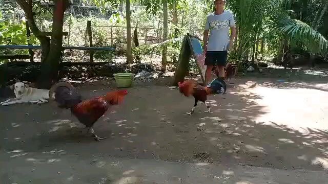 WPC stags Cowan RH Vs melsims gold.