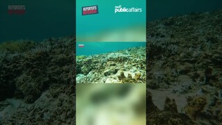 Corals sa Escoda Shoal, patay na ayon sa pag-aaral #shorts | Reporter’s Notebook