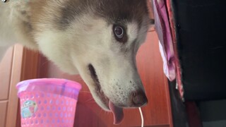 Menaruh makanan di tempat yang tidak dapat dijangkau anjing hampir membuat Husky menangis!