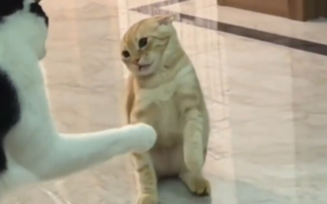 القط: هيا، اضرب! اضرب هنا!