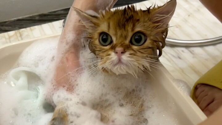 Hari ini akhirnya merenovasi kucing kecil asing yang pernah menderita panleukopenia!