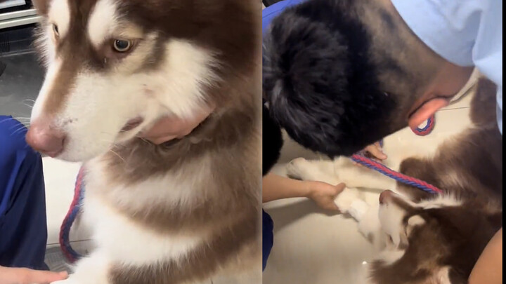 The dog fainted immediately after the anesthesia, and the owner held back his tears and laughed. The