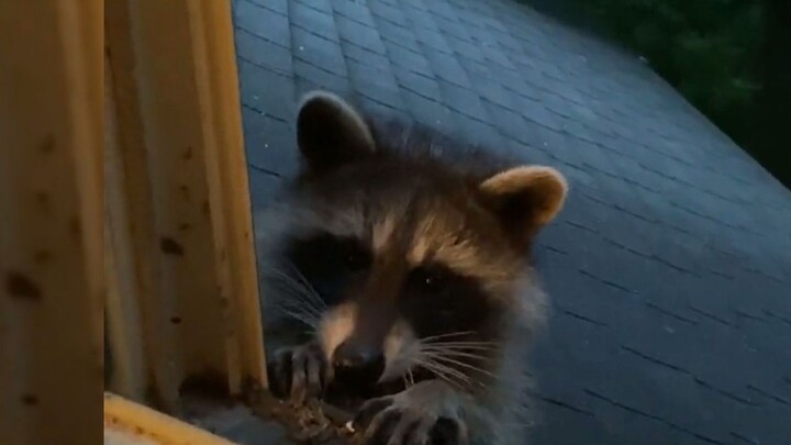 The cotton candy attracted a group of raccoons, and the raccoons, in turn, brought a cat!