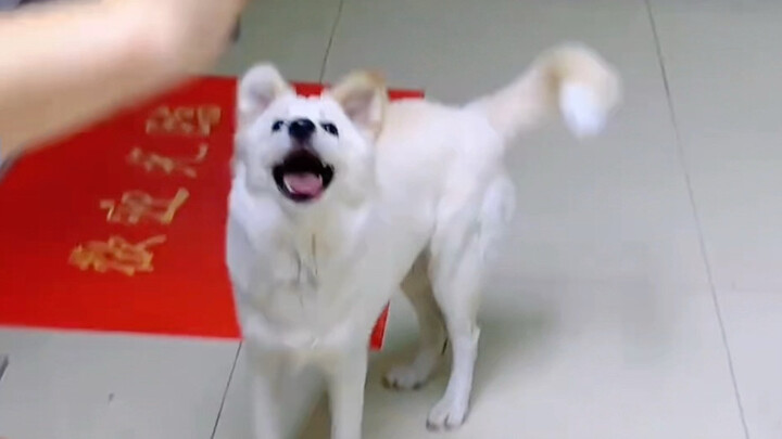 ลูกสุนัข: ของชิ้นนี้เคี้ยวแล้วกรุบๆ เลย～
