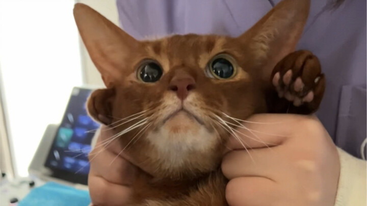 So, do you really like Tie Jun more, or Tie Juan?