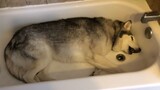 Puppy: Turn on the tap and drown me