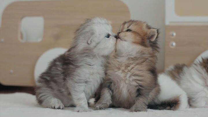 Kucing kecil yang imut juga harus menutup mata saat mau ciuman, lho!