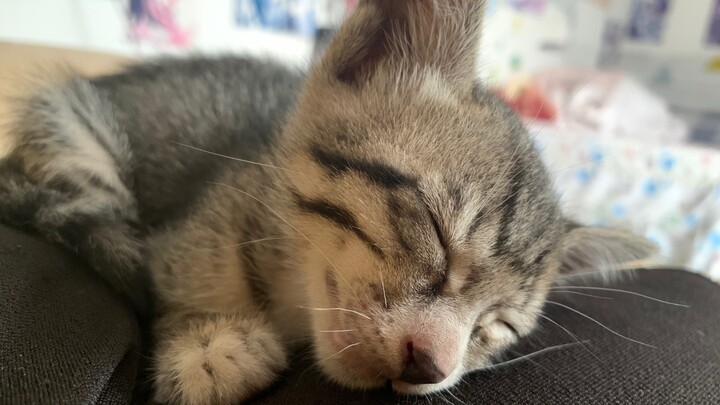 Apa yang terjadi kalau kamu membangunkan anak kucing susu yang sedang pulas? Mungkin inilah puncak k