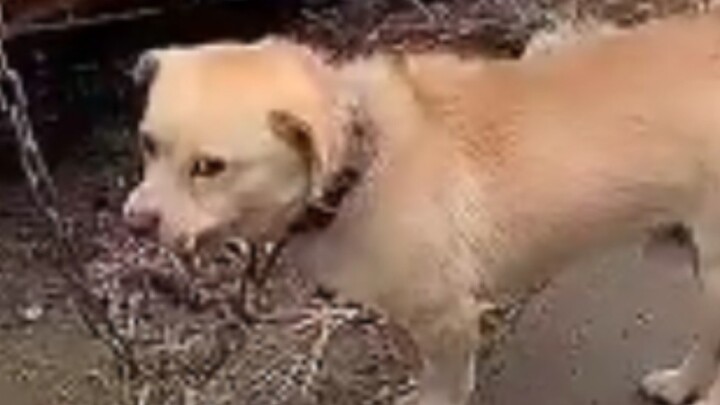 ปี 2020 ฉันจะรุ่งหรือไม่?