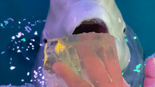 Swallowing however many fish there are in one gulp.