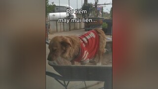 Bơ tiêm xong rồi ạ...cunyeucuadua yeucho yeuchomeo cún cúncon chó chómèo chócon chókhôn yeuchomeo chócute pet dog dogsoftiktok