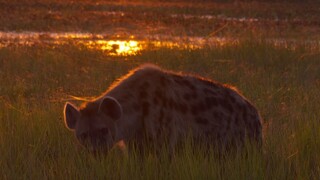 BBC Dynasties II 4of6 - Hyena