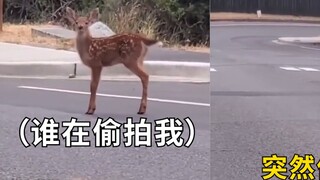 Xiaolu changed her gait in seconds after she found out she was secretly photographed: This is my fir