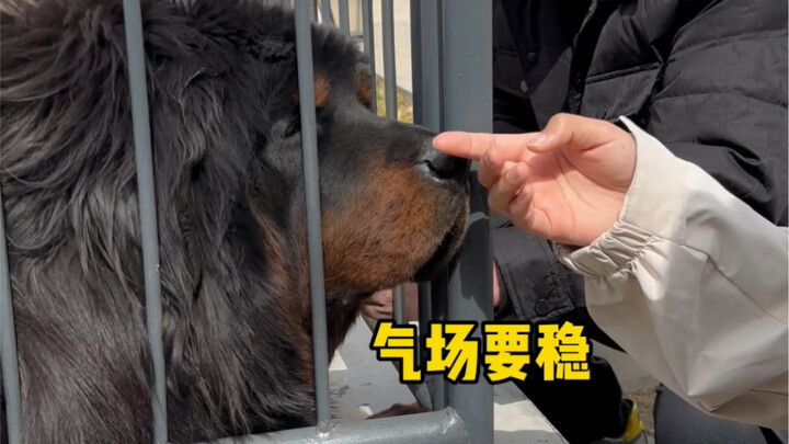 Penggemar tetap harus dimanjakan, anjing juga harus dielus-elus