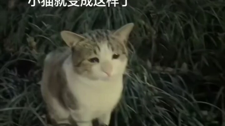 Mèo con buồn bã
