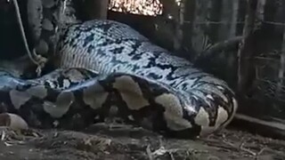 为什么古代文明都有蛇神，看了就懂了
