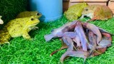 Live feeding family frogs 🤣 frogs frogs funny animals