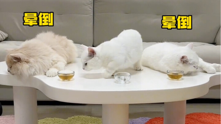 The kitten drank cat wine for the first time! I didn’t expect it to be like this…