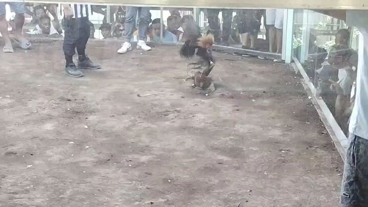 high action win super