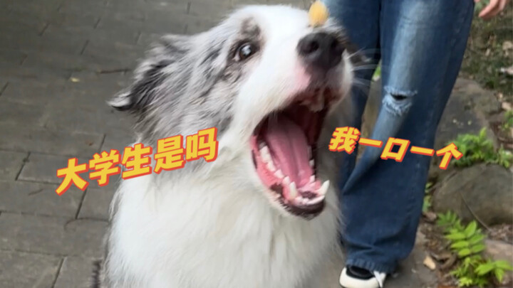 Trời ơi! Sinh viên đi dạo chó thì làm những trò gì vậy!?
