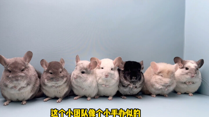 这一排龙猫...