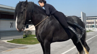 How does a one-ton Shire horse lie flat in a day?