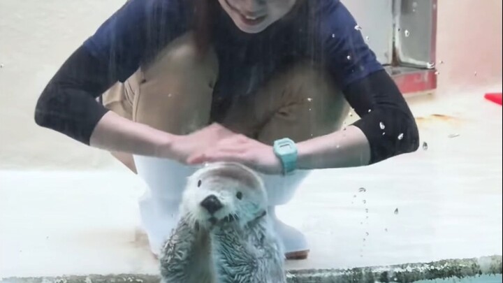 Chồn biển: Đâu phải đến chơi không mà!