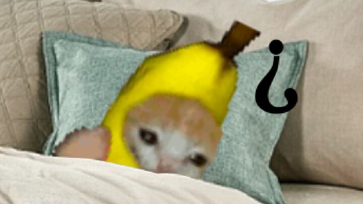 แมวกล้วย: ฉันเพิ่งอยู่บนรถไม่ใช่เหรอ?