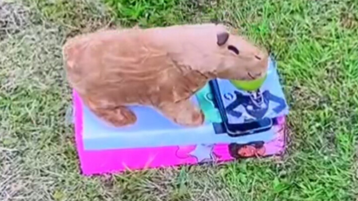 A tragedy caused by Capybara