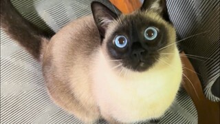 หัวหน้า โดนรัวจนแบนไปแล้วเมี๊ยว