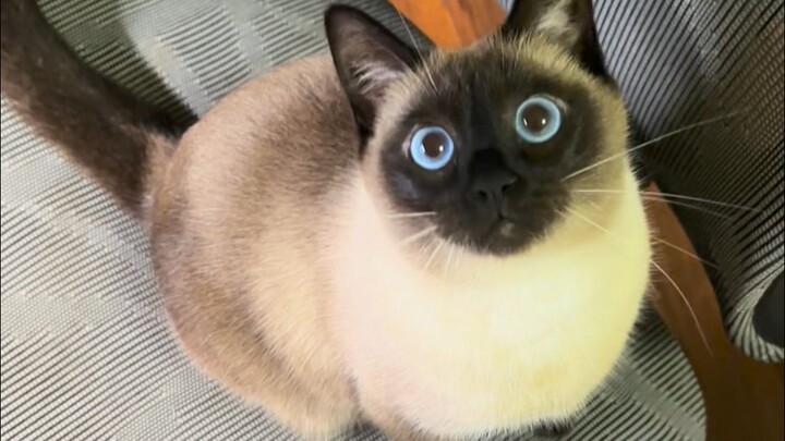 Boss, I got totally roasted meow