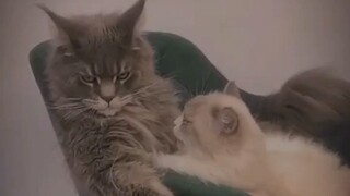 Kucingnya sangar gitu anjirr๐ฑ