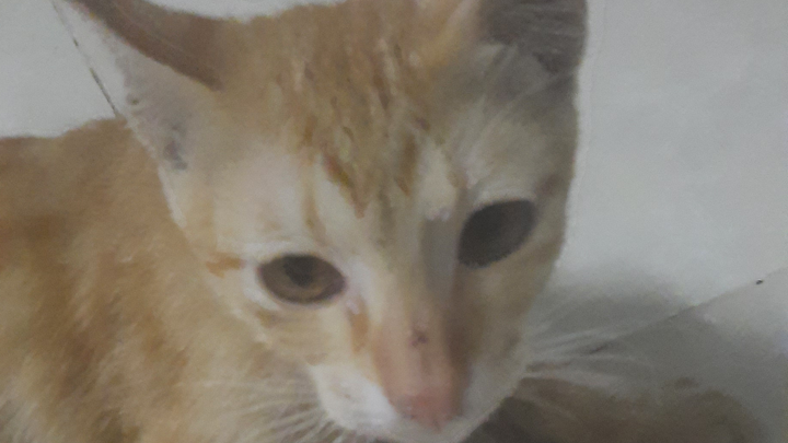 Cute team 3 tập 24 (truyện tranh) lồng tiếng