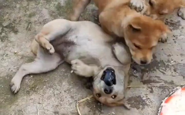 Anjing kampung Tiongkok kecil yang imut dan menggemaskan sudah jago berkelahi beramai-ramai!