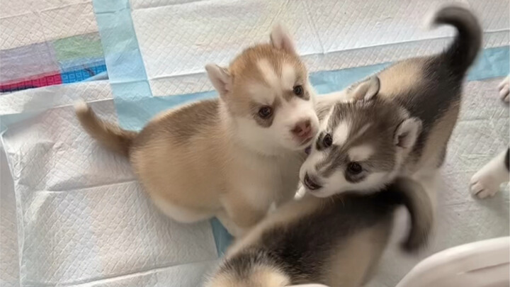 หมาฮัสกี้จะบริสุทธิ์ได้ขนาดไหน? ไอคิวแบบนี้ช่างน่าประทับใจเหลือเกิน!