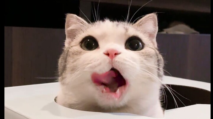 Hãy thử xem nào, cho những bé mèo dễ thương này ăn đi!