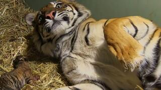 Tiger's First Time to Be a Mom: Shocked My Baby?