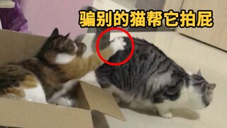 思考方式像人的猫，能有多聪明？