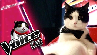 The Voice Cat (parody) - เดอะวอยซ์แคท!